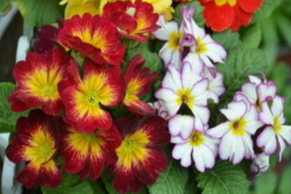 primroses
