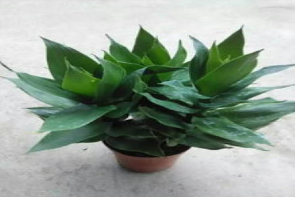 lotus flower bamboo