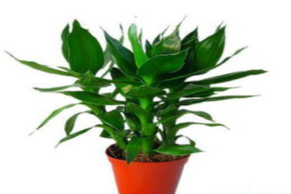 Lotus Bamboo