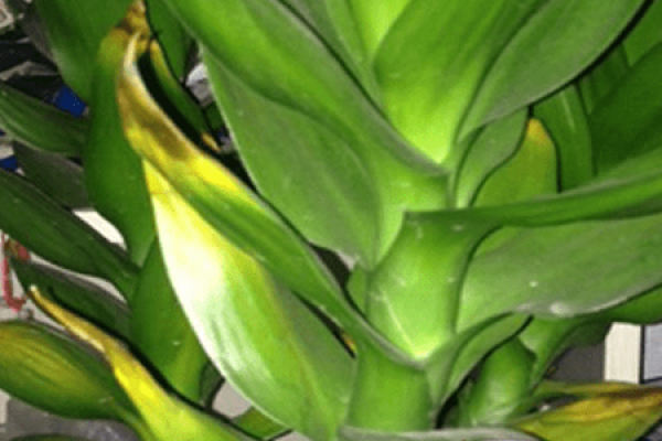 Lotus Bamboo