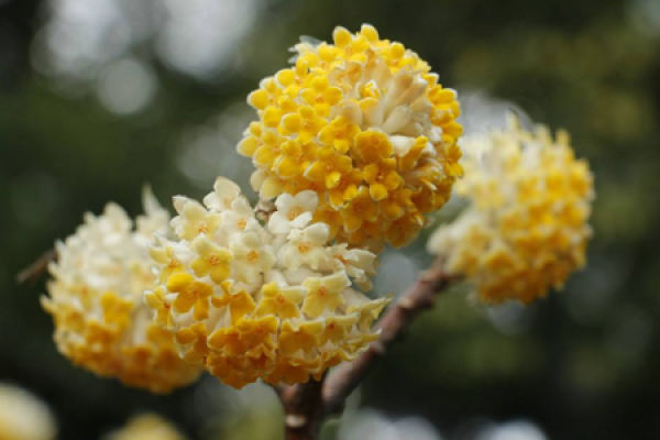 Fragrant Flower