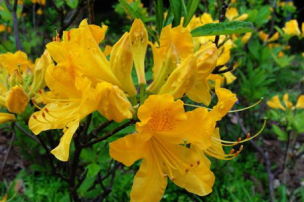 Rhododendron molle