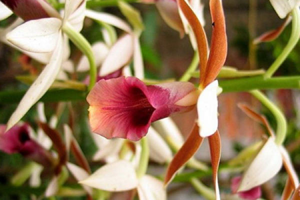 Phaius dahuricus