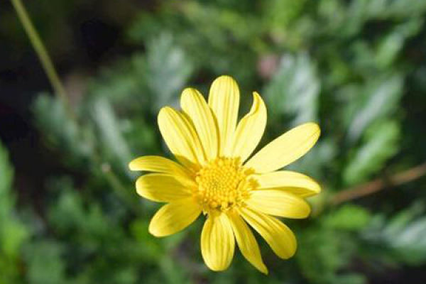 golden chrysanthemum