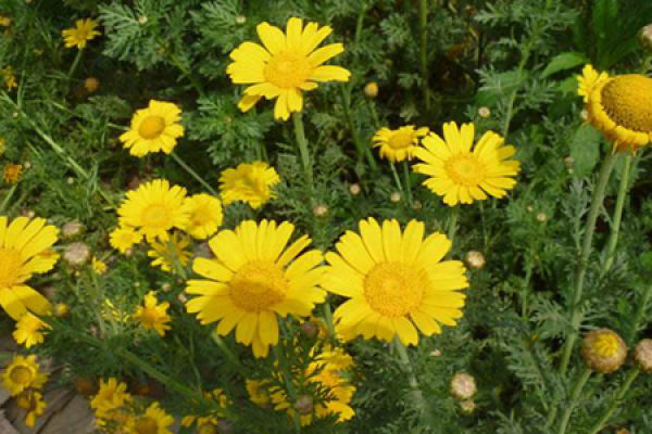 Golden Chrysanthemum