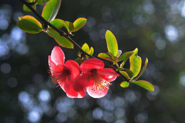 Chaenomeles speciosa