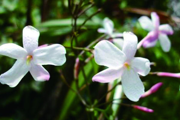 Frangipani Frangipani