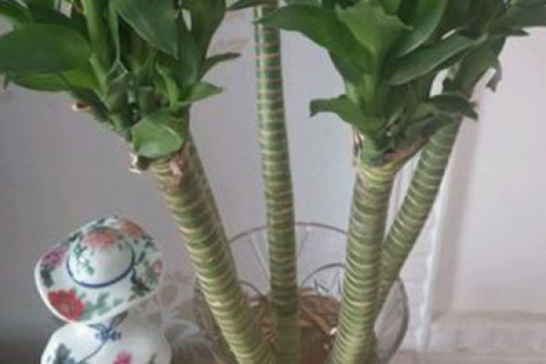 Arhat Bamboo