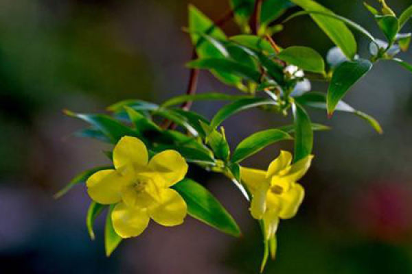 French perfume flower