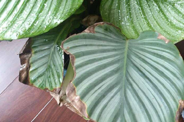 Maranta arundinacea