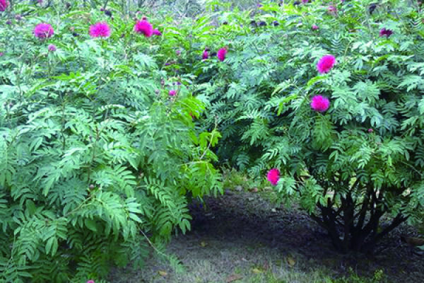 Pompon