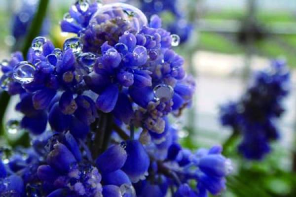 Grape hyacinth
