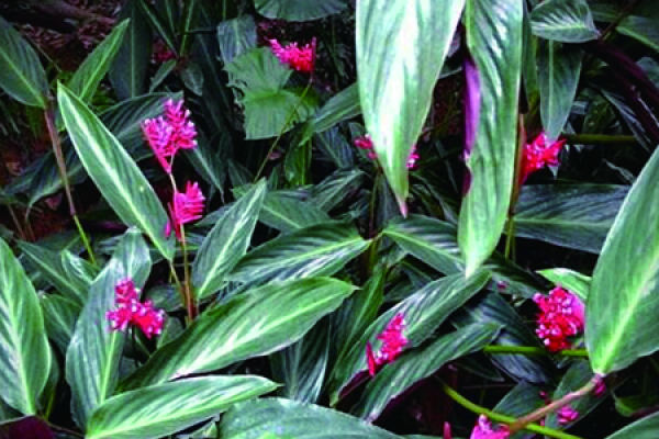 Arrowroot with purple back