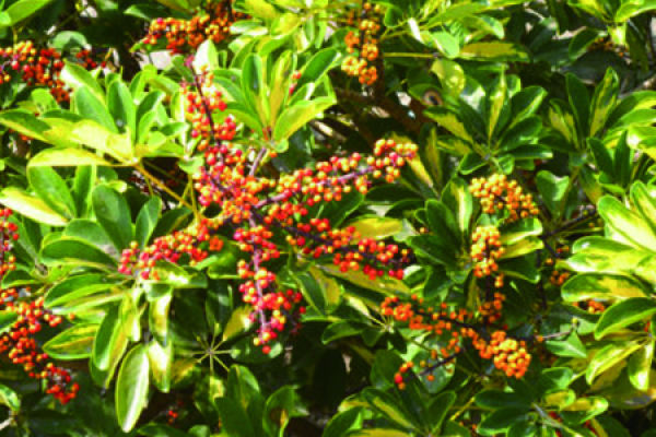 Schefflera variegata