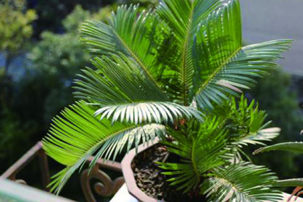 Cycas