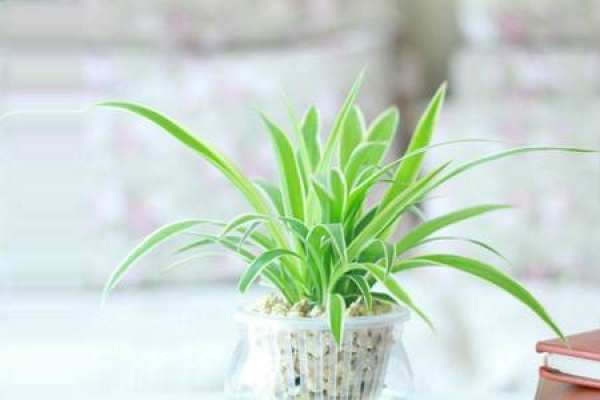 hanging orchid with silver edge