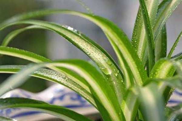 Chlorophytum argenteum