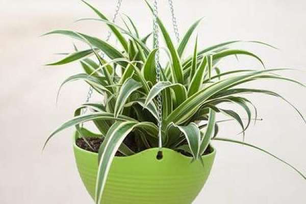 Chlorophytum argenteum