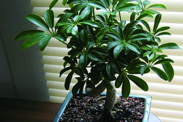 Schefflera japonica