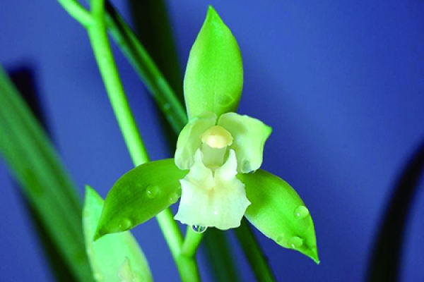 Suxin orchid Suxin orchid