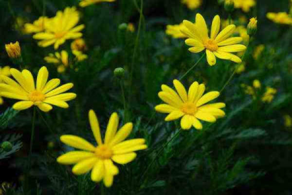 golden chrysanthemum