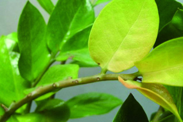 money tree