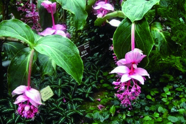 Lotus lantern