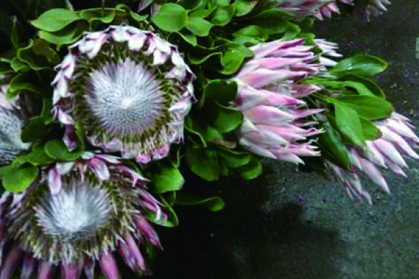Imperial Flower