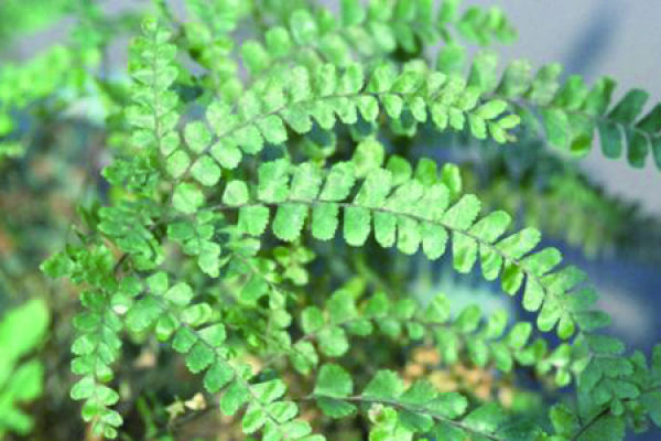 Maidenhair fern Maidenhair fern