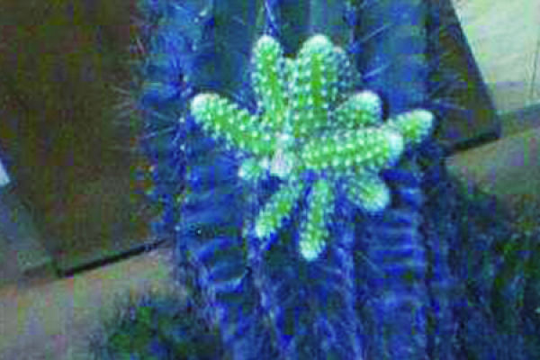 Cactus finger