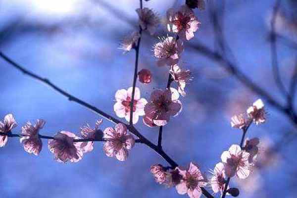 Plum blossom