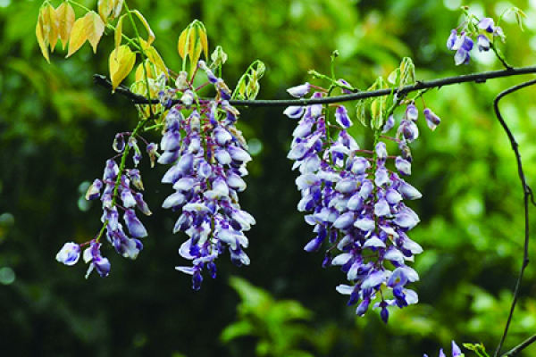 Wisteria