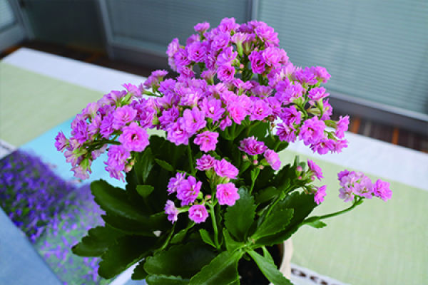 longevity flower