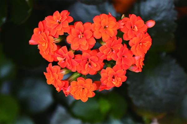 longevity flower
