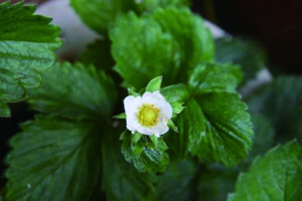 strawberry