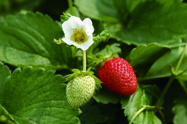 strawberry