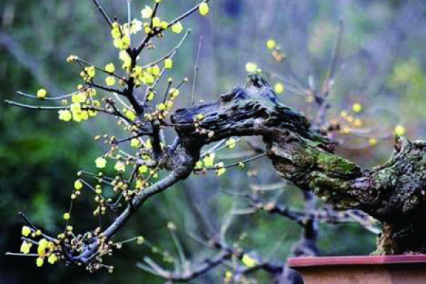 Wintersweet