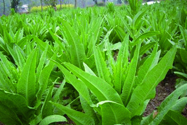 bryophyte