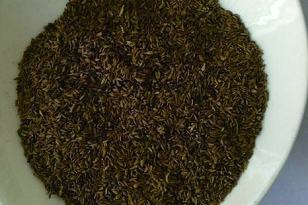 Seed