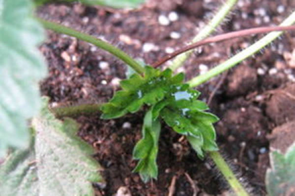 strawberry