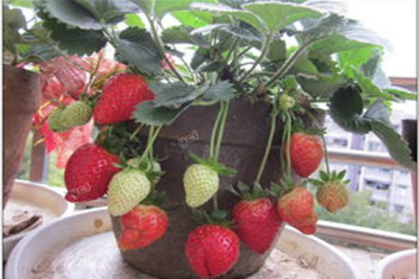 Strawberry