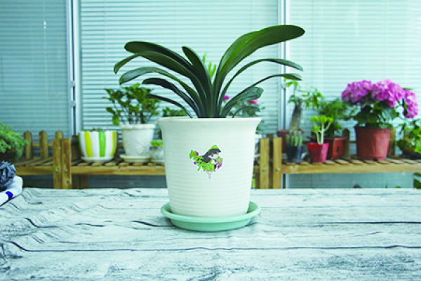Clivia miniata