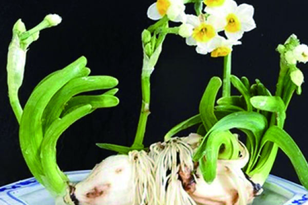 Narcissus