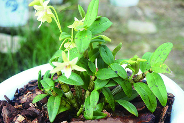 Dendrobium candidum