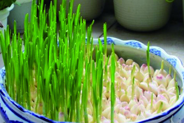 Garlic