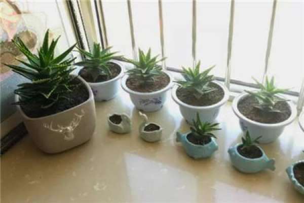 aloe