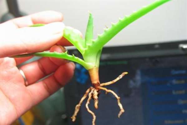 aloe