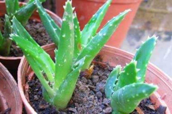 Aloe