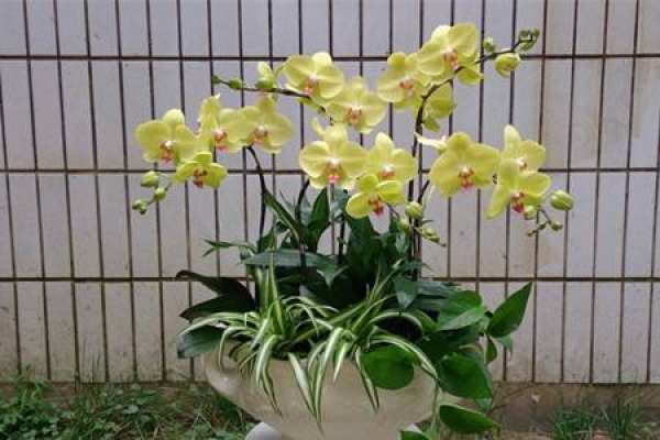 Butterfly Orchid