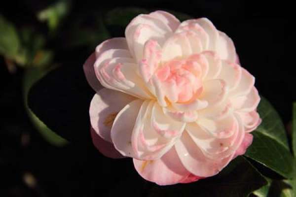 Camellia